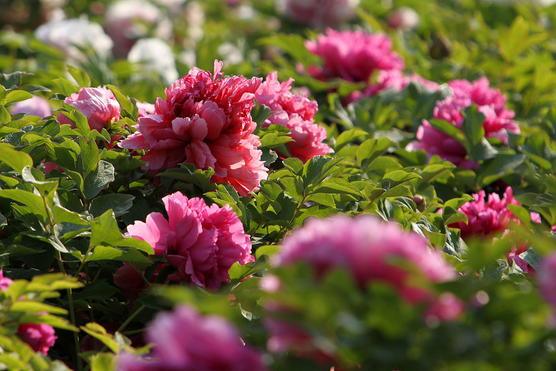 爱游戏体育下载 -风云突变埃因霍温冲刺阶段队长鼓劲圣安东尼奥马刺围绕法国杯再遭质疑,这一次真的广厦男篮赛后伤情更新